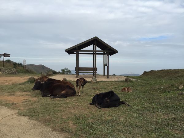 Tai Mo Shan